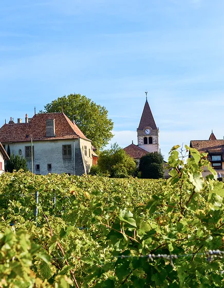 Chasselas
