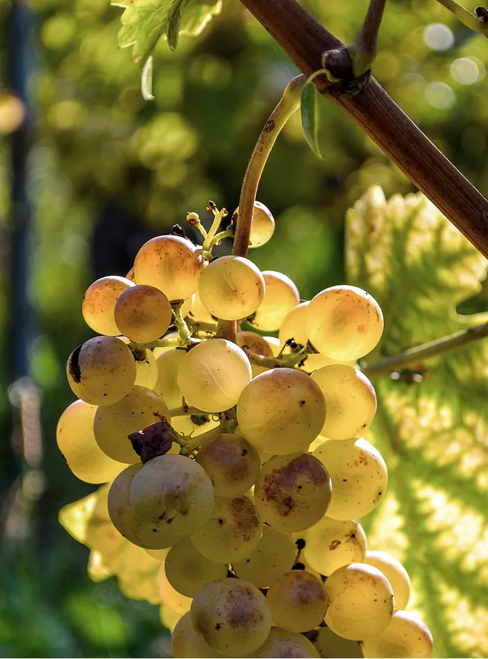 Vignes organiques