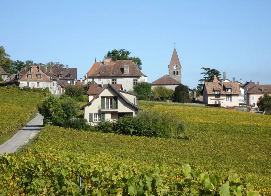 Vignes organiques