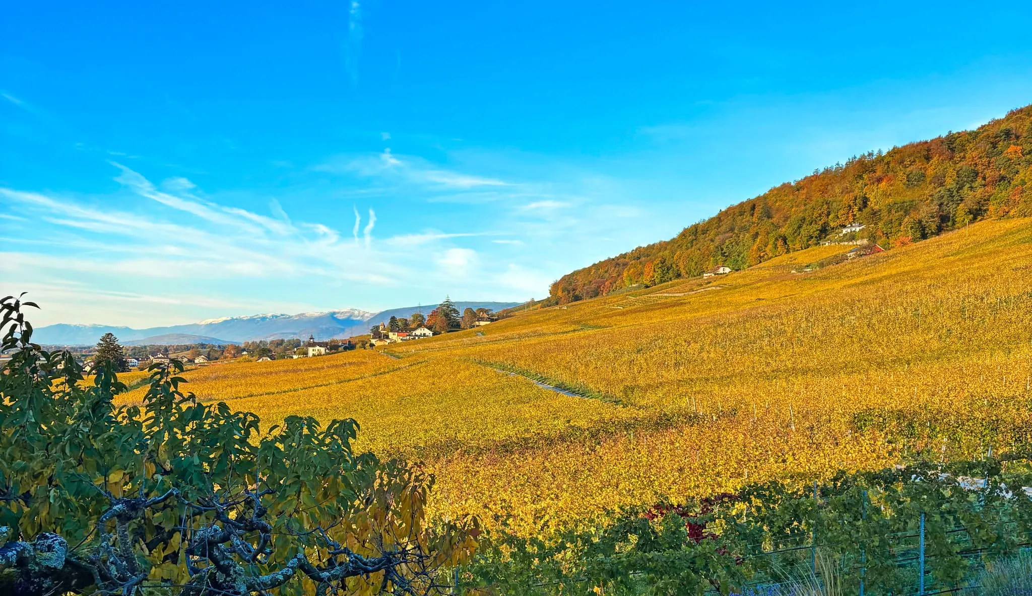 Domaine 4810 Vineyards